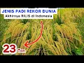 Download Lagu akhirnya RILIS di INDONESIA, varietas padi unggul BERTONASE  ||  rekomendasi 8 jenis padi unggul...?
