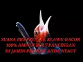 Download Lagu Suara pikat burung prenjak paling ampuh 100% anti ZONK..!!