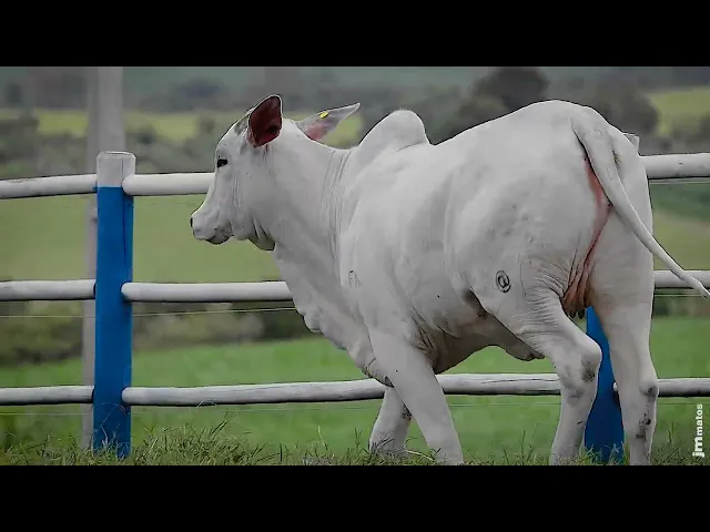 Novilha Nelore SGN - 2764