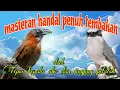 Download Lagu Tepus kepala abu abu jingjing petulak 🔥🔥 tembakan panjang dan jernih