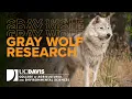 Gray Wolf Research