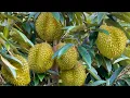 Download Lagu Sambung Pucuk Durian ala Negeri Van Nguyen