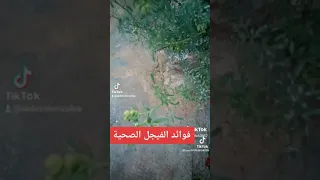                                        دندنها