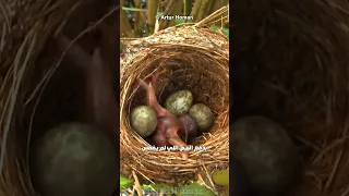 عندما تخرج للحياة مجرما الوقواق 