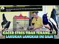Download Lagu KACER MACET, KACER STRES TIDAK TENANG..‼️ LAKUKAN LANGKAH INI SAJA