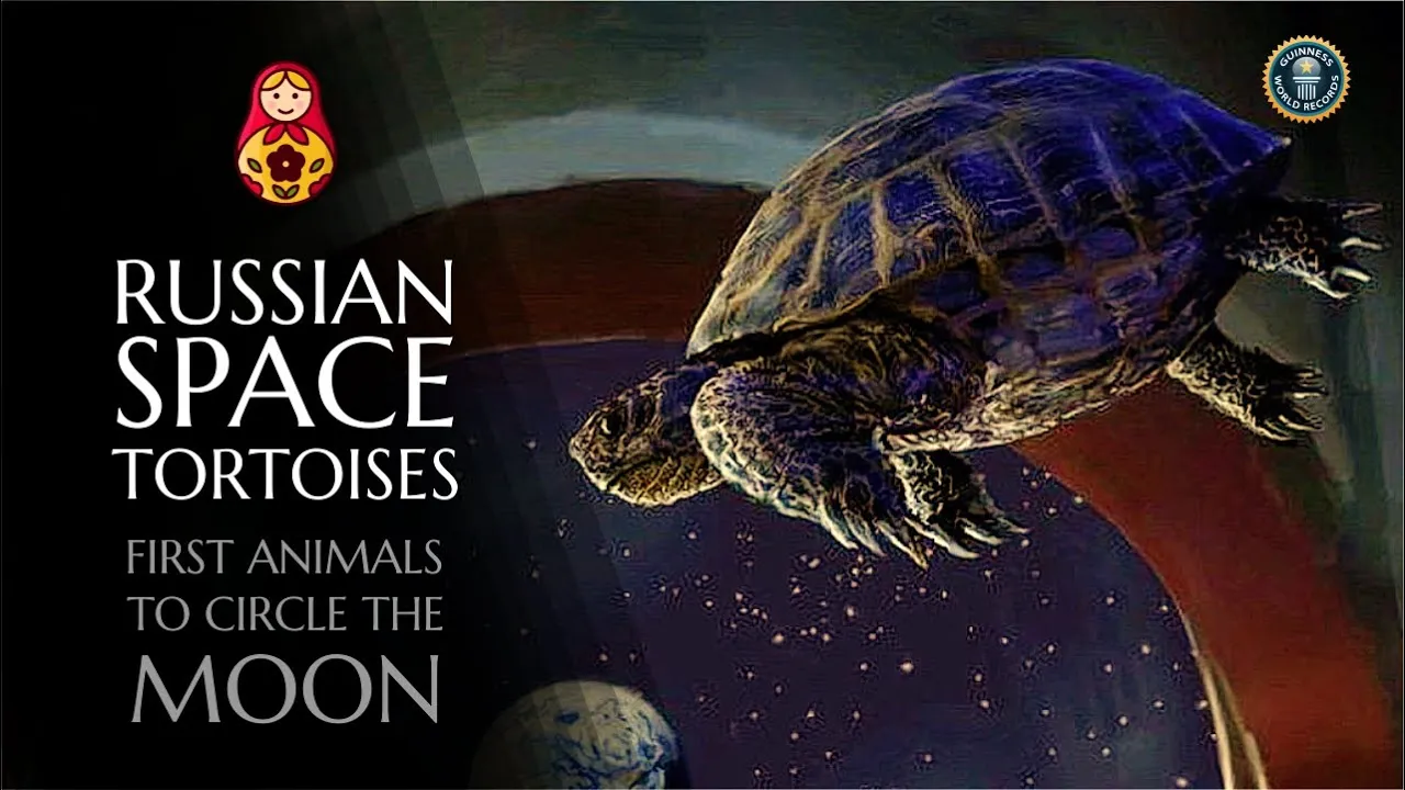 Russian Space tortoises | First Animals to circle the Moon | Zond 5