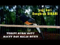 Download Lagu Terapi murai batu macet bunyi/stres agar lebih cepat gacor dan rajin bunyi