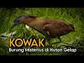 Lagu Misteri Burung Kowak  – Sang Pemburu Gelap yang Jarang Terlihat!