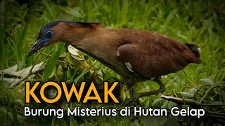 the mystery of the kowak bird the rarely seen poacher 