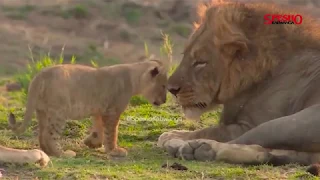 MFAHAMU MNYAMA SIMBA HIZI NDO TABIA ZA SIMBA 