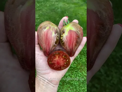 🍅томат КЛЮВ ПЕЛИКАНА #garden #томаты #сортатоматов
