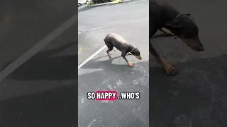 She’s a happy girl !! #Fyp #dream #doberman #pets #vlog