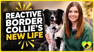 Reactive Border Collie Training Success Story | Tip Top K9 Kansas City Dog Training