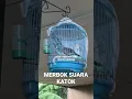 Download Lagu Merbok KATOK ! Pikat Merbok Kampung @ Perkutut Gacor #perkutut