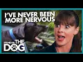 Aggressive Great Danes Attack Dog Trainer during Car Journey It s Me or The Dog USA