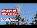 Download Lagu Cara Merawat Pohon Durian Yang Hampir Mati