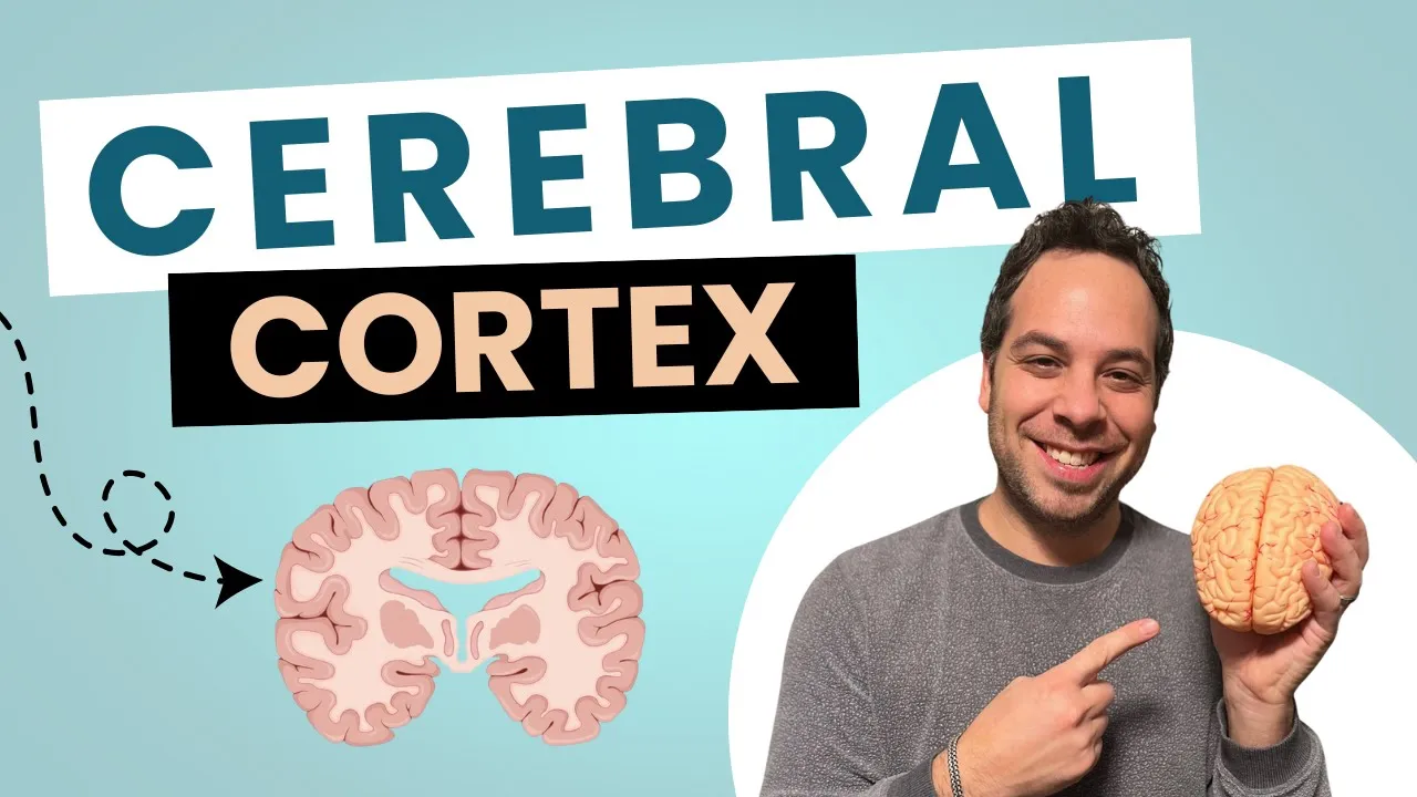 Cerebral Cortex I Cerebrum I Lobes of the Brain
