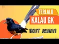 Lagu PANCINGAN MURAI BATU IKUT BUNYI III 100%  nyaut emosi bikin gacor