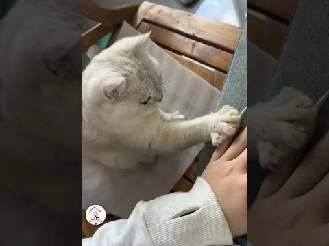 Funny Happy Smart Cats To Make Your Day Cute Cats Shorts 😺😂😂 -EPS1361 #funnycatsvideos