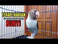 Download Lagu Suara Burung Lovebird NGEKEK PANJANG, TERAPI HARIAN Memancing Lovebird Agar Cepat GACOR SERING BUNYI