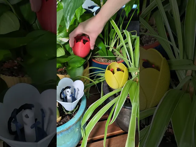 TULIP self-watering insert video thumbnail