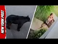 Download Lagu Watch Little Girl Face Off with GIANT Black Bear in Her Driveway