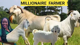 Setting Up A Successful Goat Farm 2025: Feeds, Security, Snake repellants, Management(FARM ROUTINE)