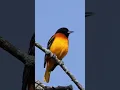 Download Lagu Baltimore Oriole