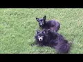 Download Lagu Puppy Songs Compilation - Part 1 (Early Years)