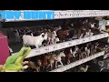 MEGA Tractor Supply TOY HUNT 2025 Schleich Toy Animals Farm Animals Animal Playsets