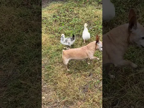 Pinta querendo entrar em piscina e pato não deixa ￼