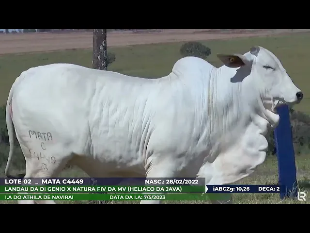 Novilha Nelore MATA-C4449