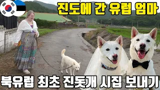 북유럽 최초 진돗개, 시집 갈 준비를 시작합니다ㅋㅋ