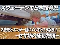 Download Lagu 【スウェーデンで日本語育児】2歳児とネコの7日間！