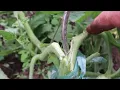 Comment reparer un pied de tomate casse