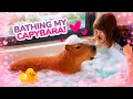 Bianca washes a capybara in a bathtub and Carl feeds it