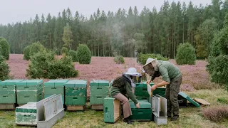 Download #56 Harvesting Raw, Organic Honey from the Beehive | Bee’s Dream Dessert MP3