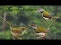 Download Lagu Terbukti ampuh. Suara pikat prenjak lumut ribut kombinasi suara prenjak lumut gacor.