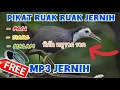 Download Lagu Suara ruak ruak super jernih🔊🔴bikin lawan emosi‼️| waterhen sound