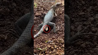 كيف تضع السحالي الأليفة بيضها           دندنها