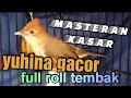 Download Lagu masteran kasar yuhina gacor tembakan rapat dan suara jernih