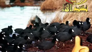 صوت دجاج ماي الصافي 