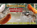 Lagu 100% AMPUH TERAPI KENARI DENGAN SUARA GEMERCIK AIR - untuk semua jenis burung kenari