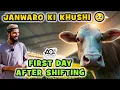 Download Lagu Farm Badla to Zindagi Badal Gai! 😍 Janwaron ki Khushi After Shifting