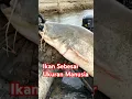 Download Lagu Ikan lele lebih besar dari pemancing #fishing #mancing #trending #amazing