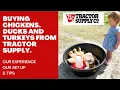 Our Tractor Supply Chick Day HAUL Ducks Turkeys Too