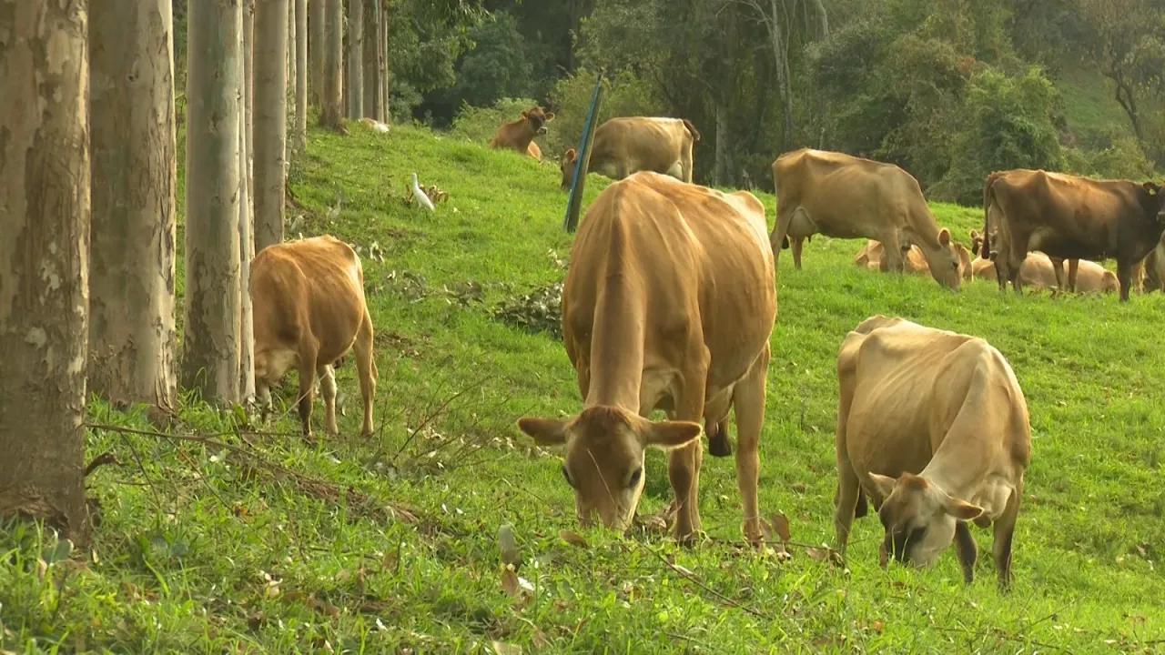 Agro, Saúde e Cooperação - Gado leiteiro criado a pasto