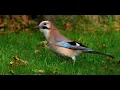 Download Lagu Jay 1h bird sound