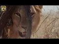 Sky Killers: The Mystery of Vultures, Eagles and Hawks #wildanimals | Reino Animal