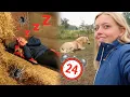 Download Lagu 24 UUR op stal en slapen bij de paarden! 🐴😴